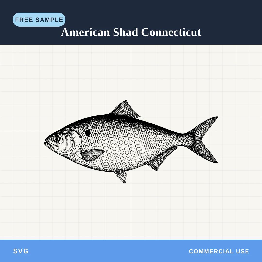 Free American Shad Connecticut SVG sample