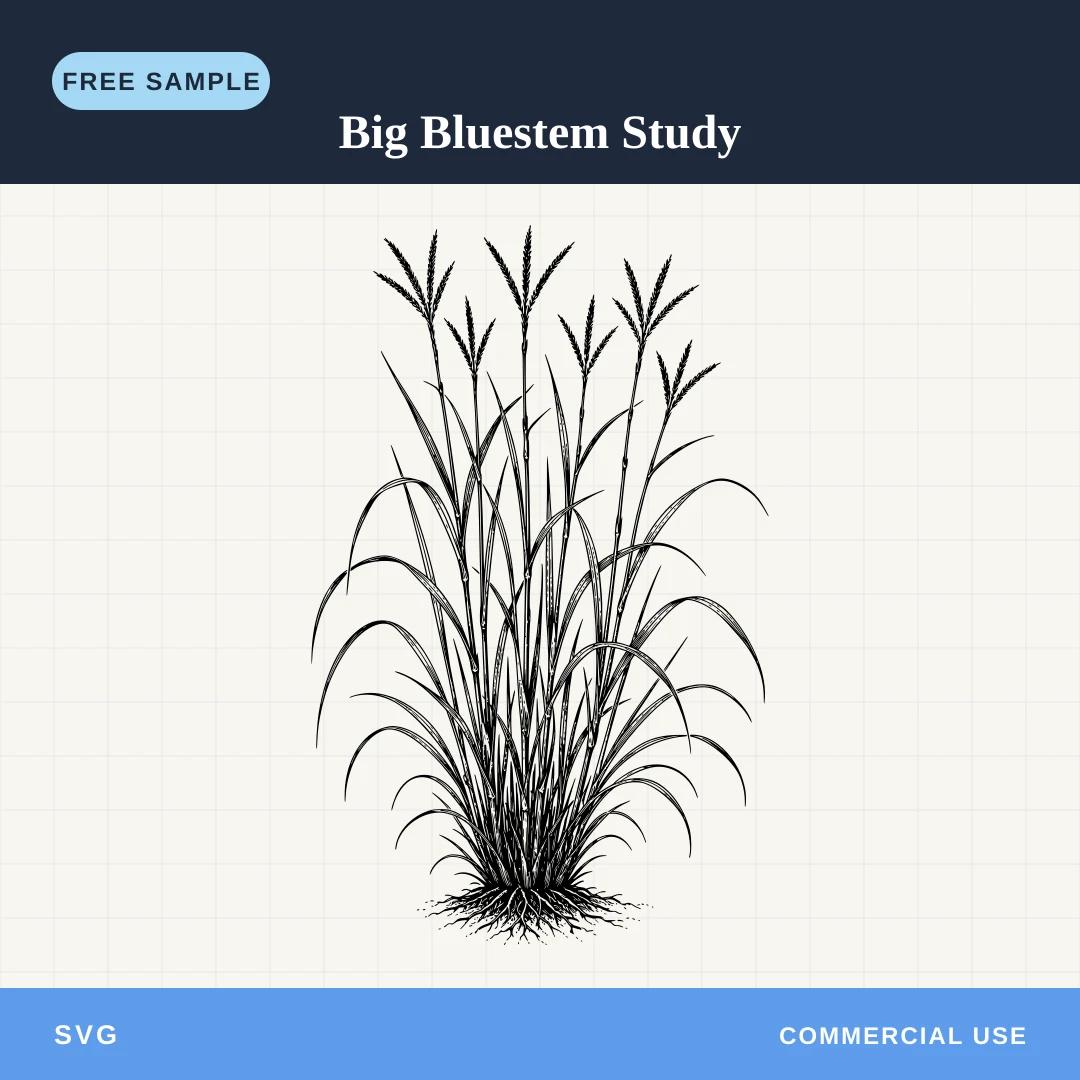 Free Big Bluestem Study SVG sample
