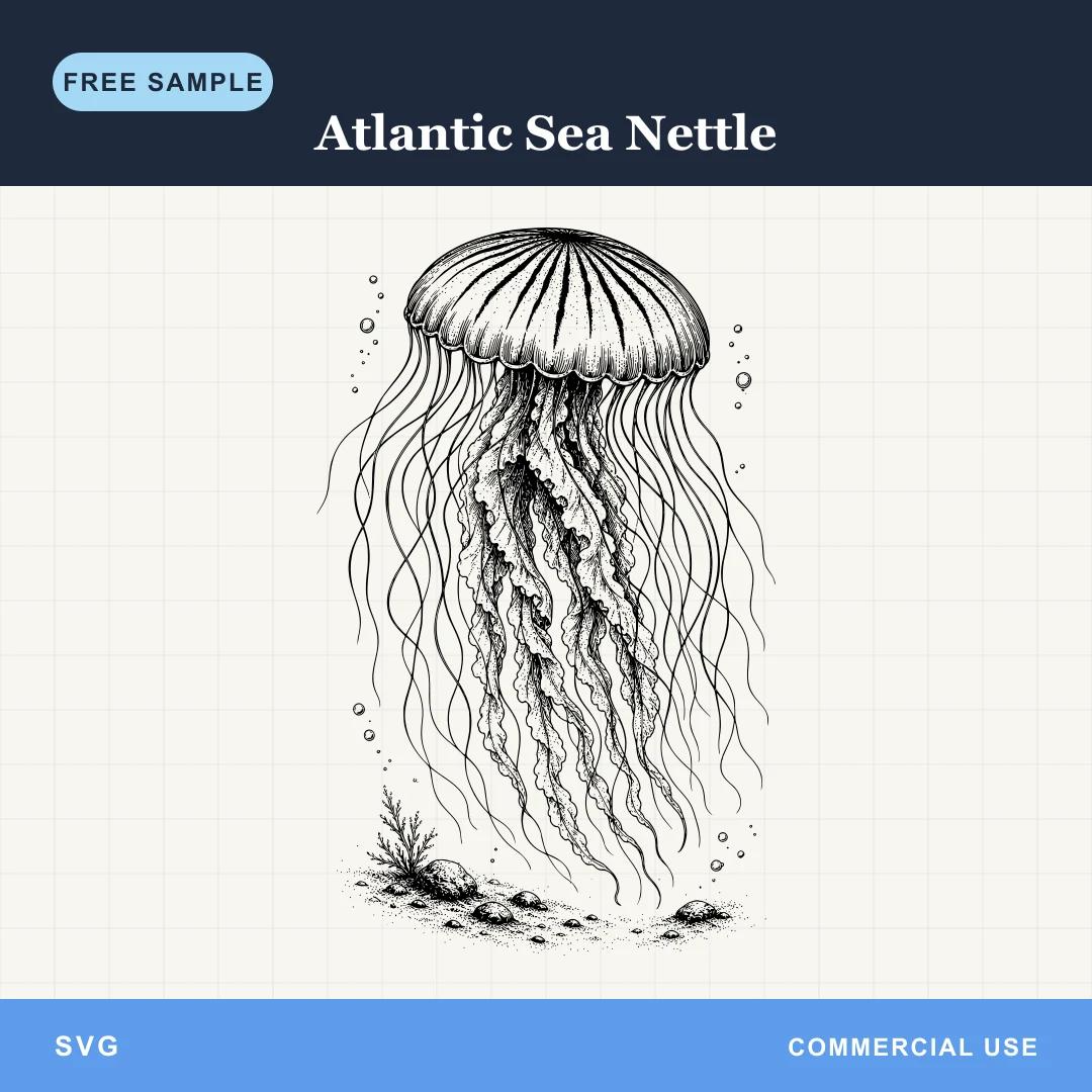 Free Atlantic Sea Nettle SVG