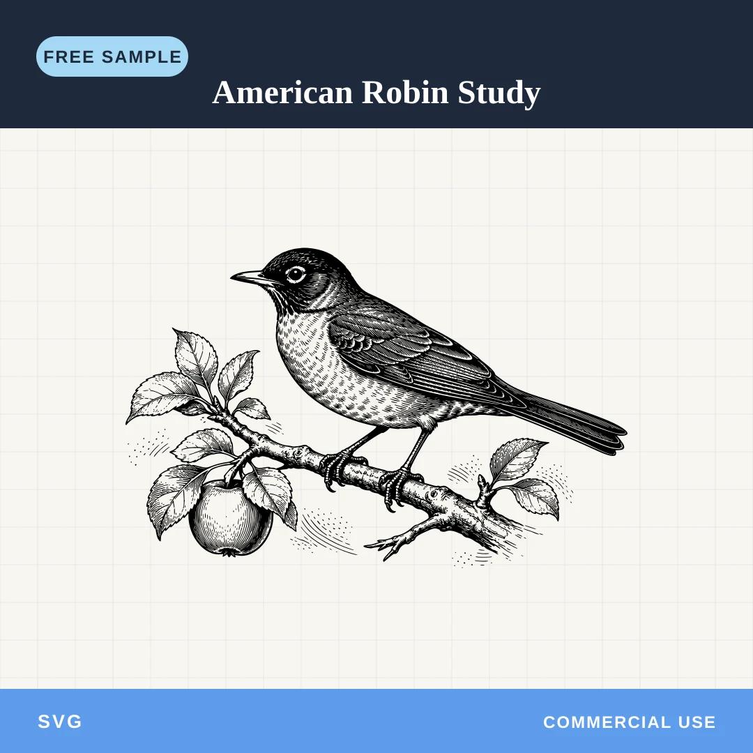 Free American Robin Study SVG sample