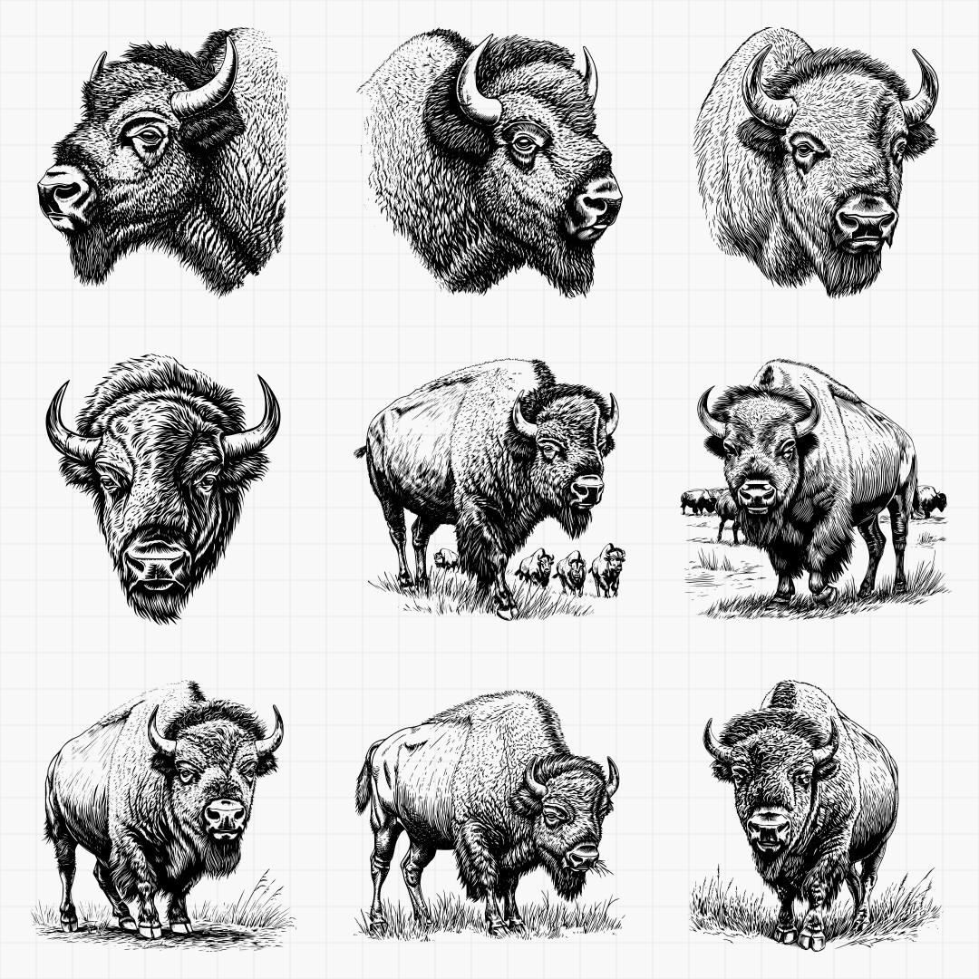 American Bison Designs - Thumbnail 3