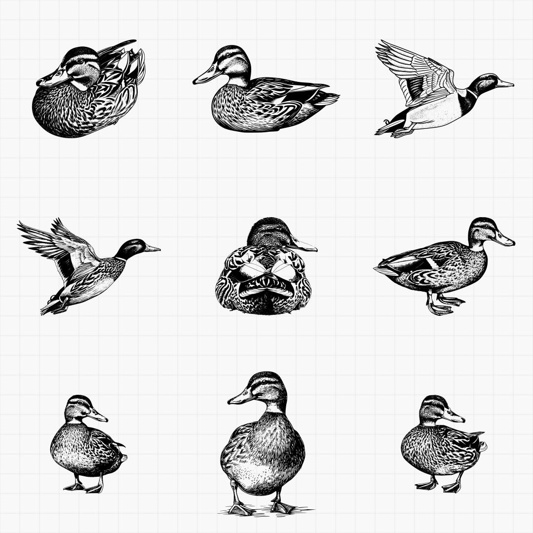 Duck Designs - Thumbnail 3