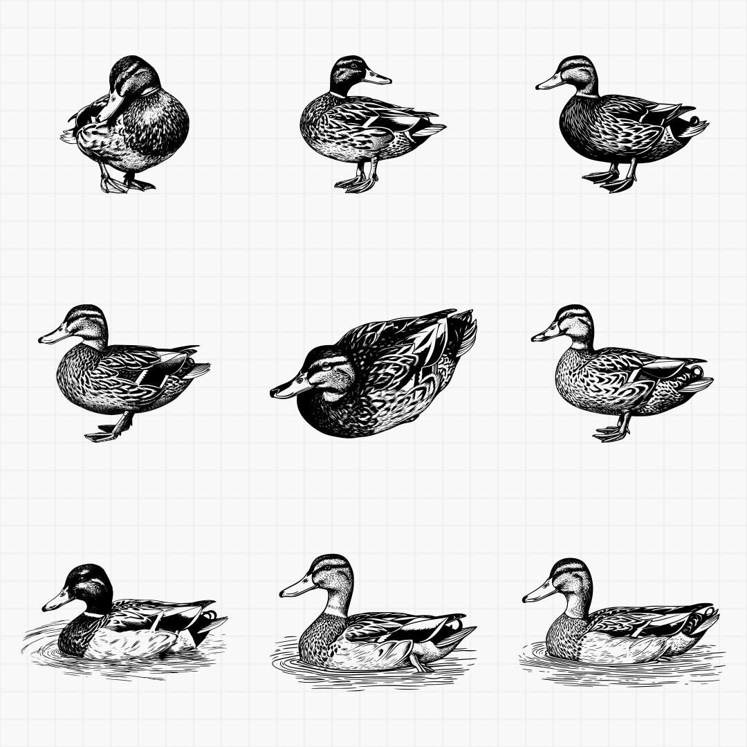 Duck Designs - Thumbnail 5