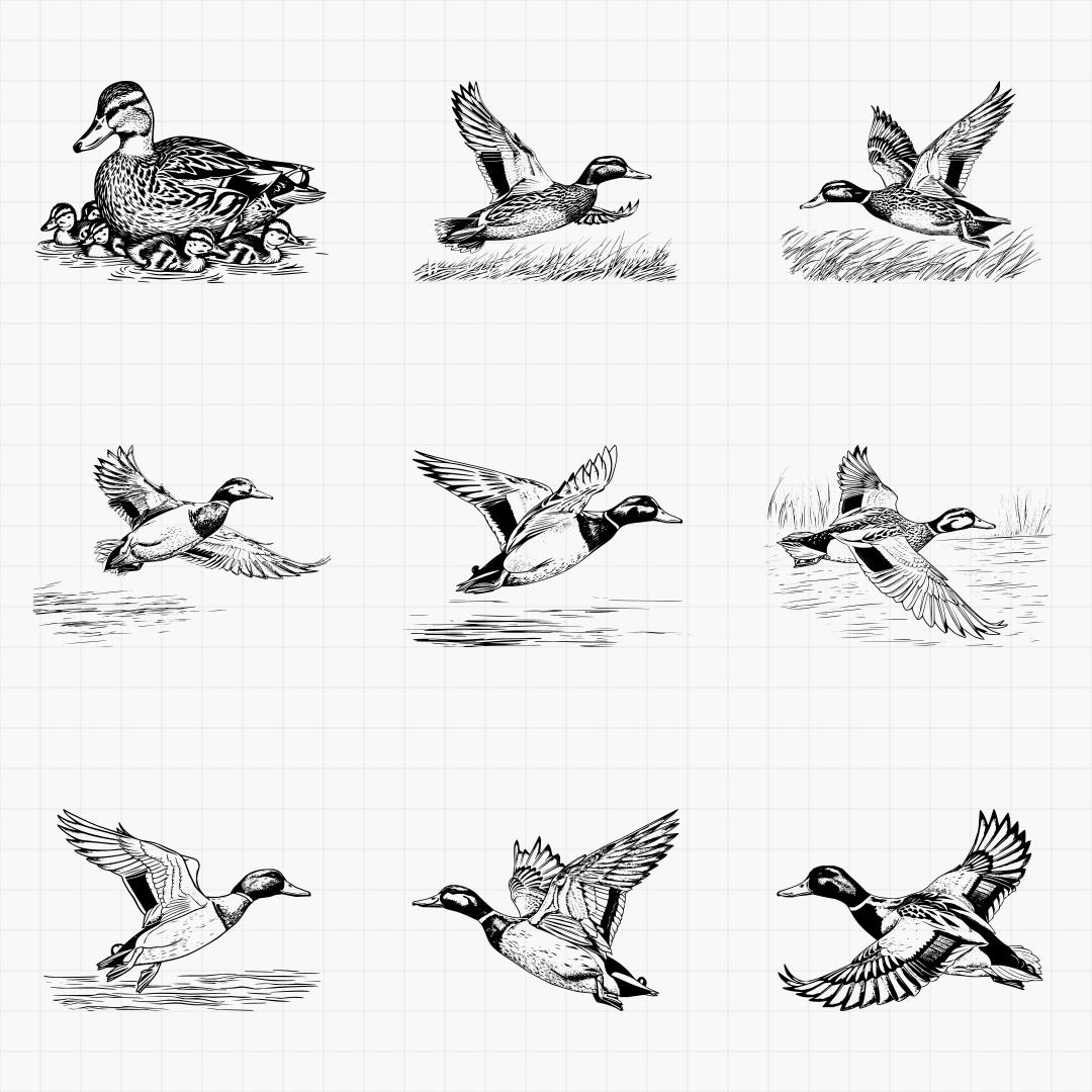 Duck Designs - Thumbnail 7