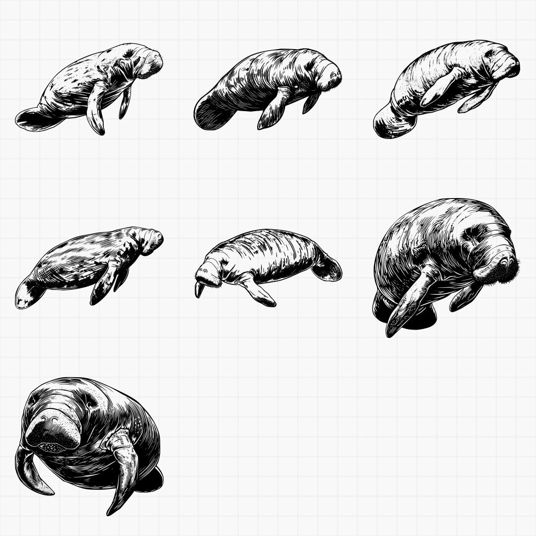 Manatee Designs - Thumbnail 4