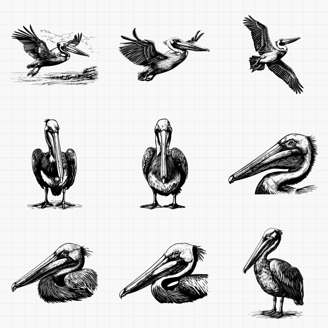 Pelican Designs - Thumbnail 2