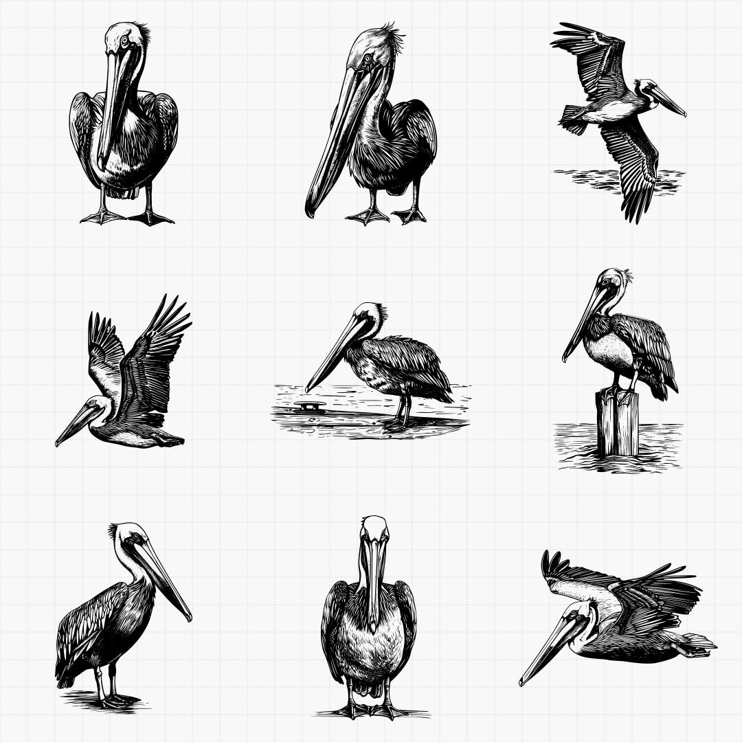 Pelican Designs - Thumbnail 4