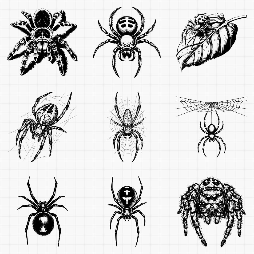 Spider Designs - Thumbnail 3