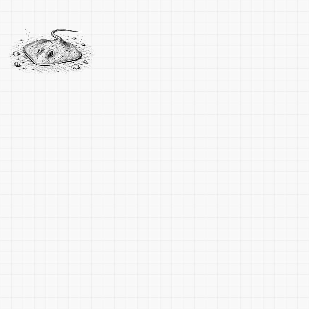 Stingray and Manta Ray SVG Designs - Thumbnail 5