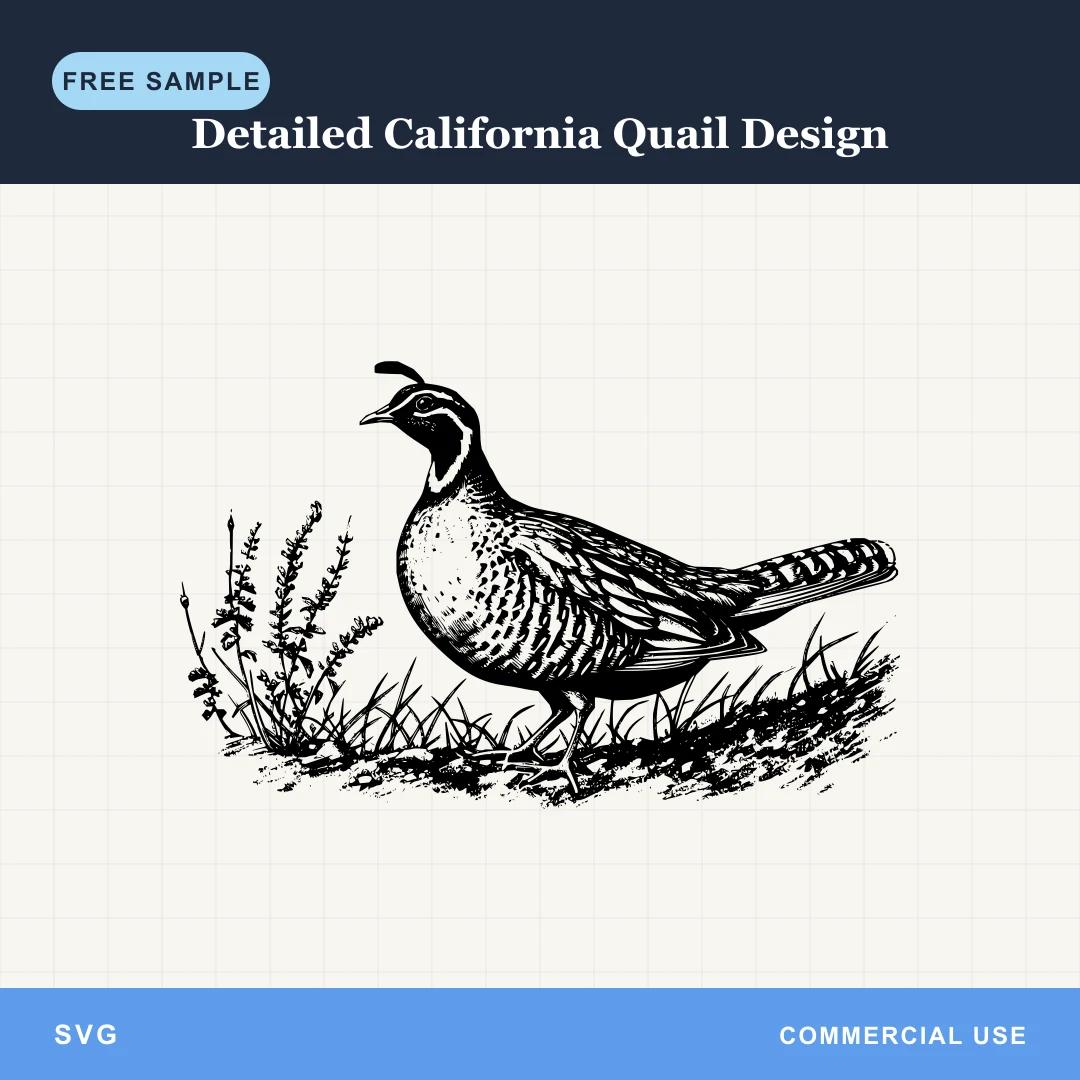 Free Detailed California Quail Design SVG