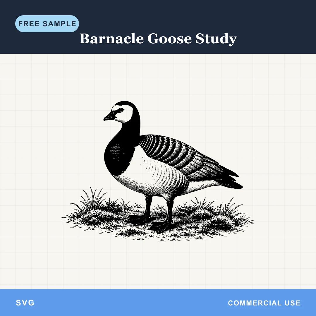 Free Barnacle Goose Study SVG